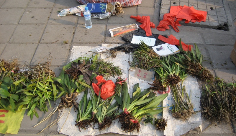 Chongqing, China. Orchid Market.