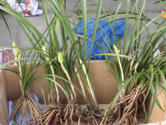 Chongqing, China. Orchid Market. Cymbidiums