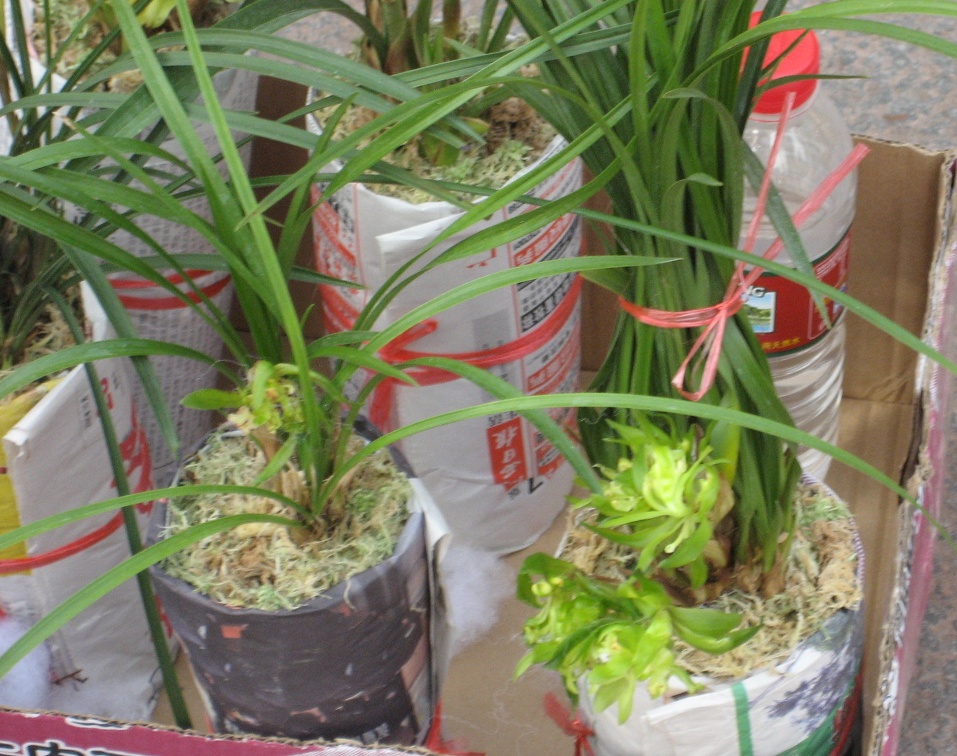 Chongqing, China. Orchid Market. Cymbidiums. 