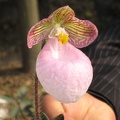 Chongqing, China. Orchid Market. Paph. micranthum