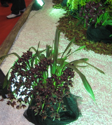 20th China Orchid Show 2010, Chongqing, China