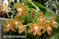 amboinensis - Phalaenopsis