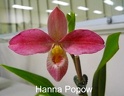 Hanne Popow