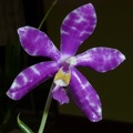 Phalaenopsis pulchra