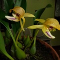 Bulbophyllum dearei (1)