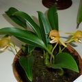 Bulbophyllum dearei (2)