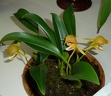 Bulbophyllum dearei (2)