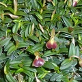 peperomia