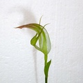 Pterostylis anatona (2)