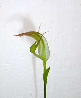 Pterostylis anatona (2)