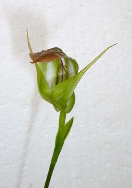 Pterostylis anatona (3)