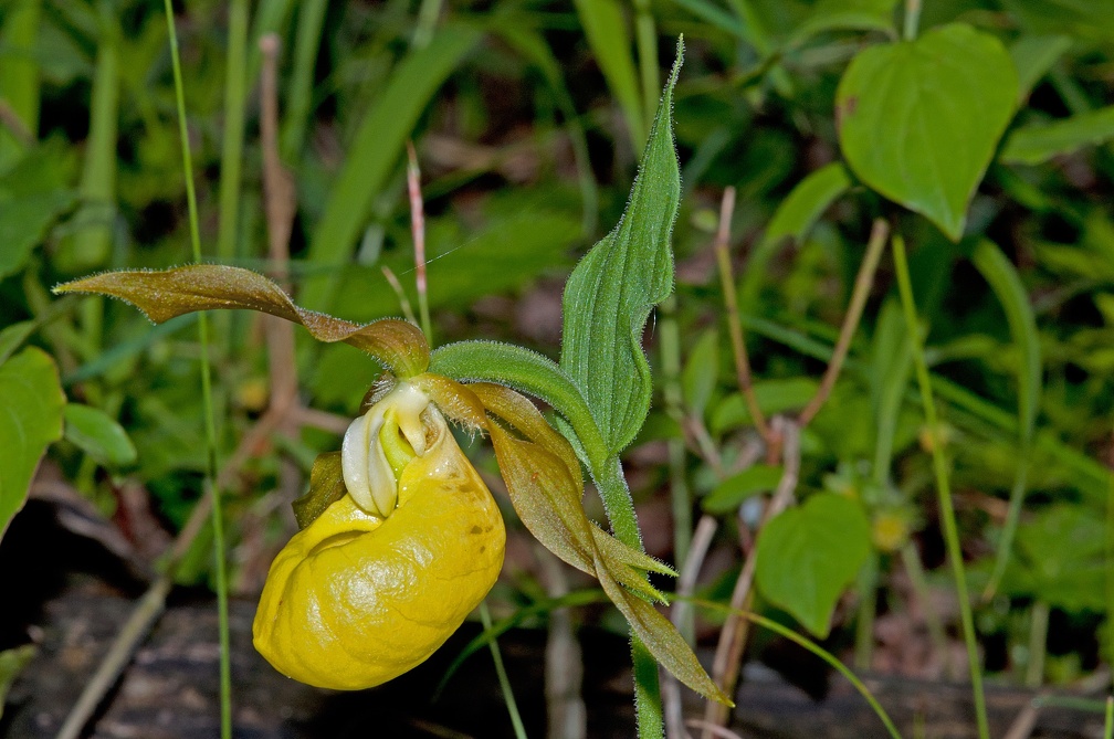 Cypripedium calceolus