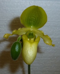 Paph. primulinum