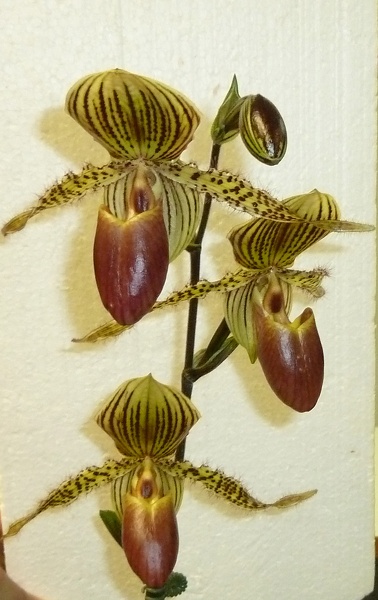 Paph. Wonder Boy "Tierdon"