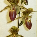 Paph. Wonder Boy "Tierdon"