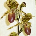 Paph. Wonder Boy "Tierdon" (2)