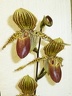 Paph. Wonder Boy "Tierdon" (2)