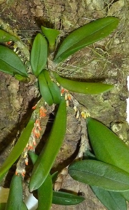 Bulbophyllum schillerianum