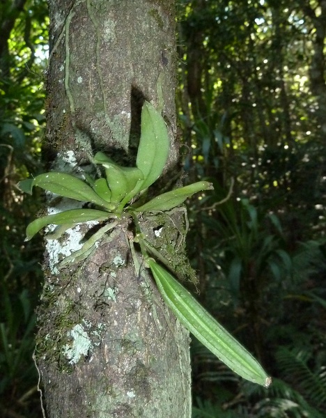 Sarcochilus falcatus