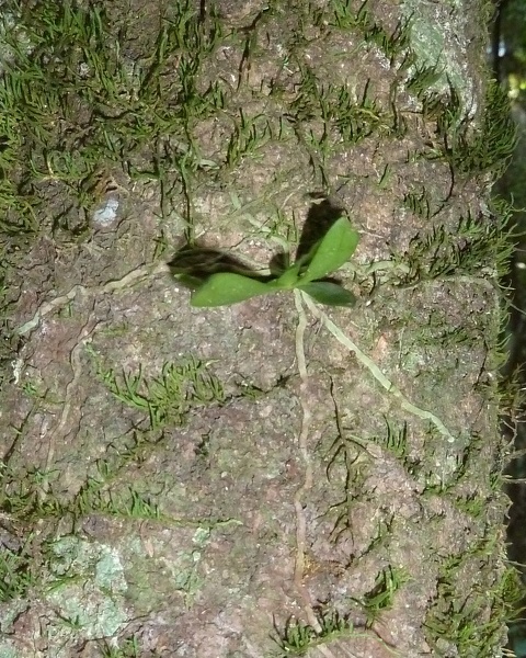 Sarcochilus falcatus