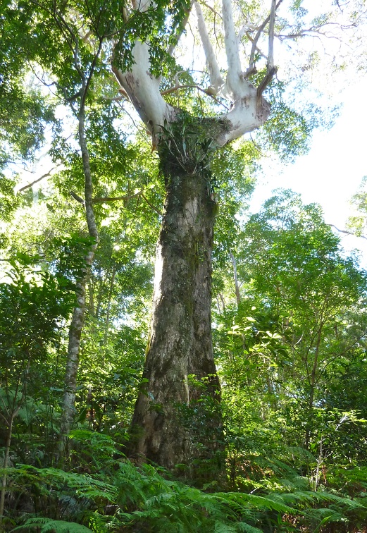 Dendrobium speciosum