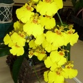 Onc. Sweet Sugar "Angel"