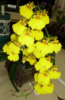 Onc. Sweet Sugar "Angel"