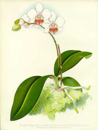 Phalaenopsis x Intermediate