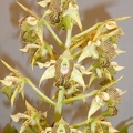 Den. macrophyllum