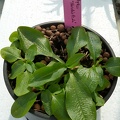 Pterostylis Cutie "Harolds Pride"