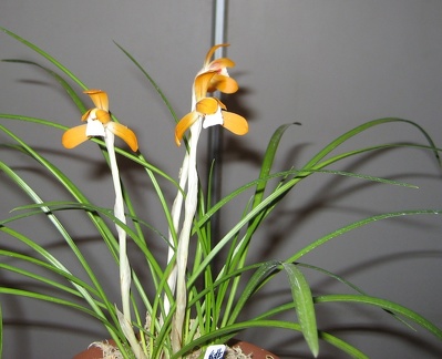 Cymbidium goeringii