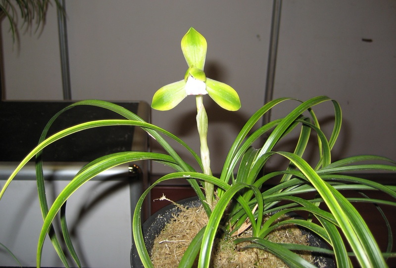 Cymbidium goeringii