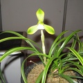 Cymbidium goeringii