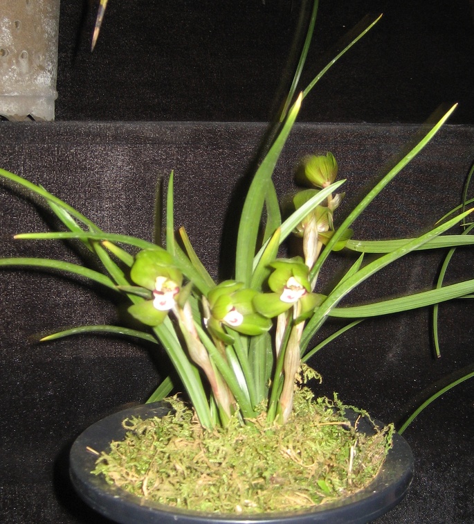 Cymbidium goeringii