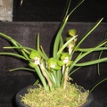 Cymbidium goeringii