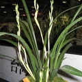 Cymbidium sinense