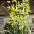 Cymbidium sinense