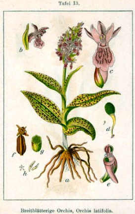 Orchis latifolia