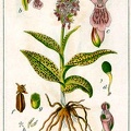 Orchis latifolia