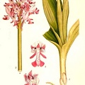 Orchis militaris