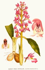 Orchis masculus