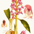 Orchis masculus