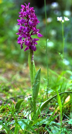 Orchis masculus