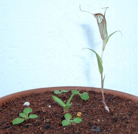 Pterostylis robusta (Brown) (1)