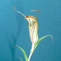 Pterostylis robusta (Brown) (2)