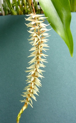 Dendrochilum glumaceum