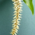 Dendrochilum glumaceum