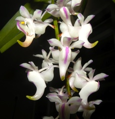 Aerides odorata var. quinoquevulnera