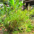 Arundina graminifolia