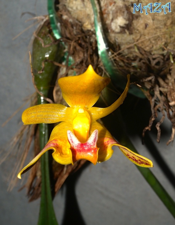 Bulbophyllum dearei